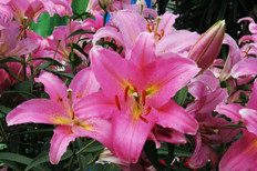 1-11060G45250_副本.jpg
