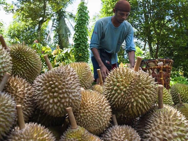 jpg 榴莲01.jpg