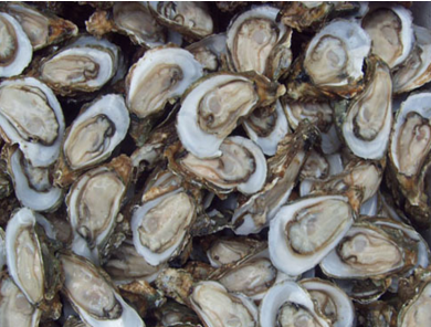 生牡蛎与煅牡蛎的区别是什么呢