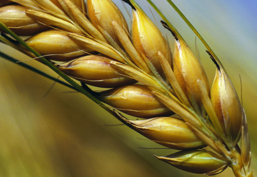 大麦和小麦的区别