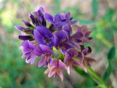 紫花苜蓿粉的功效