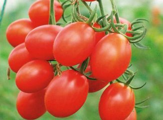 小番茄是转基因的吗,这是真的吗?