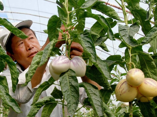 人参果的育苗技术及栽培管理