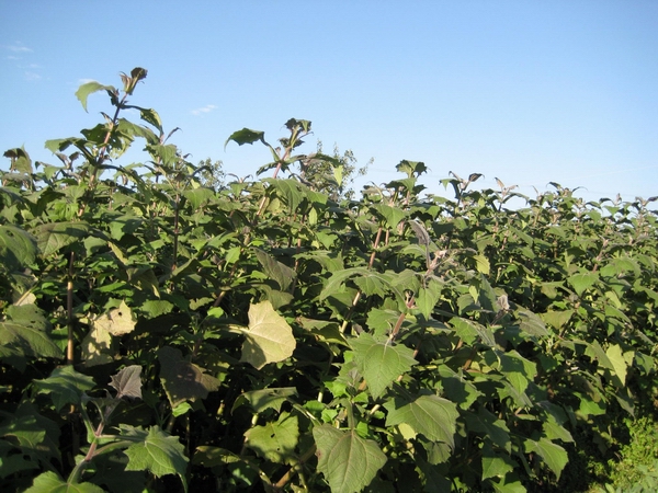 jpeg o4YBAFjZ-GuAcnDLAAa9S5NlKVU26.jpeg