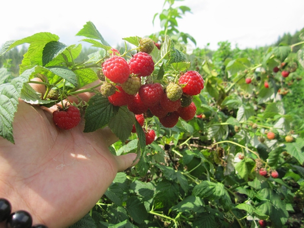 jpeg o4YBAFkAXEiAEJyuAAVC21C6v8g09.jpeg