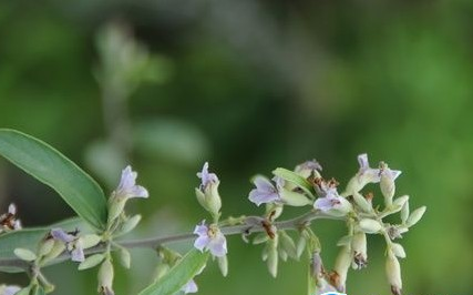 山芝麻的功效与作用