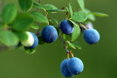 蓝莓的功效与作用孕妇能吃吗