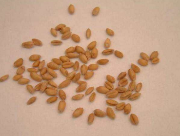 浮小麦的功效与作用及禁忌症