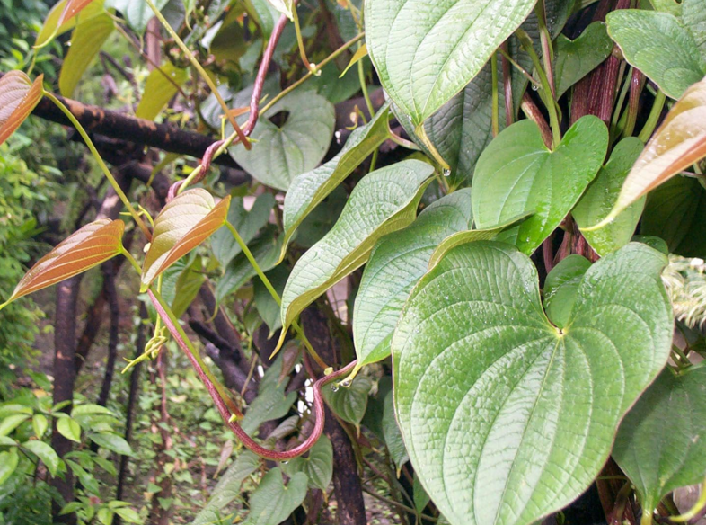 黄药子(薯蓣科薯蓣属植物黄独的块茎.