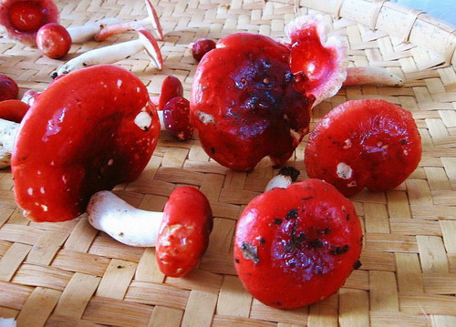 满山红与红菇的图片