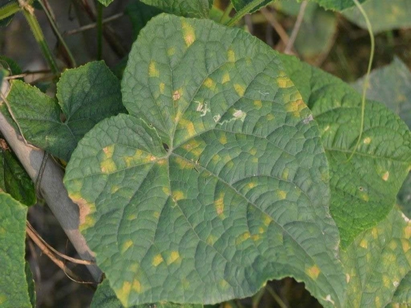 jpg 豆薯叶斑病.jpg