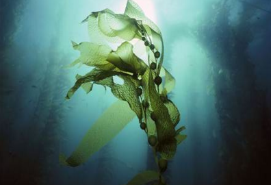 海藻长什么样图片是什么呢