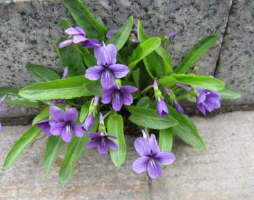 紫花地丁草