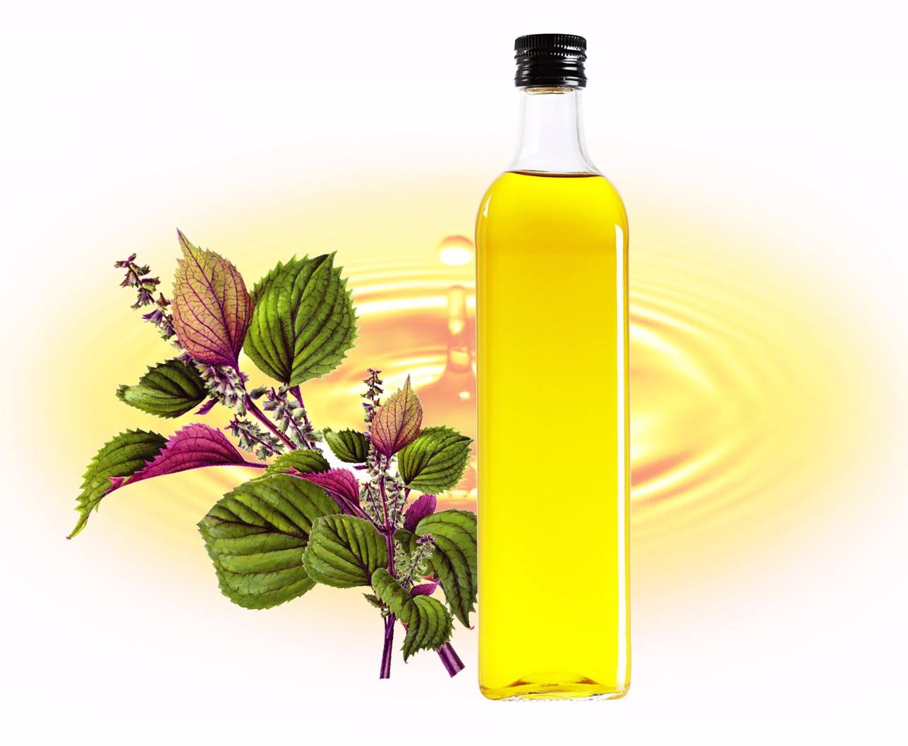 紫苏籽油的功效与作用