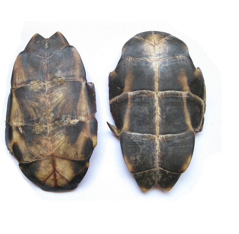 龟板牡蛎图片