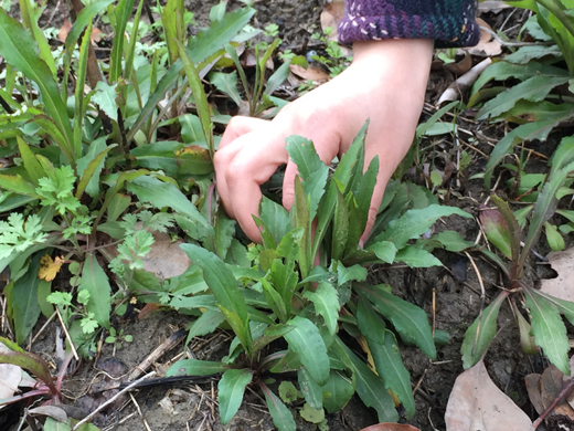 马兰病虫防治措施