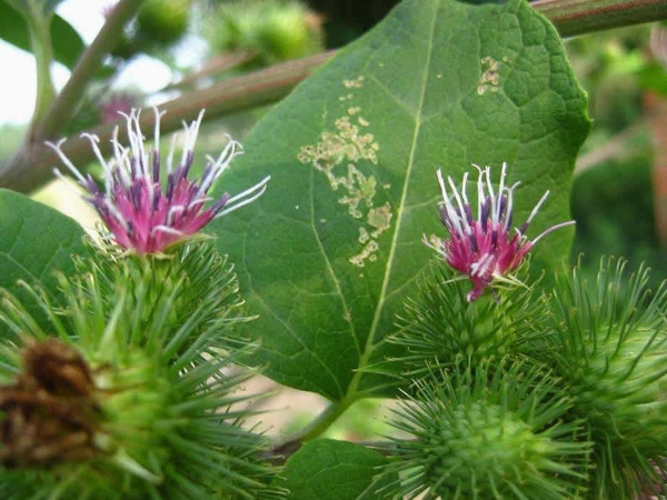 jpg 牛蒡的培育.jpg