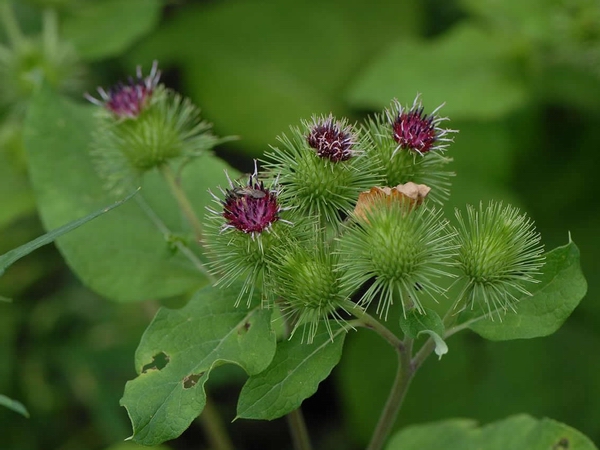 jpg 牛蒡播种.jpg