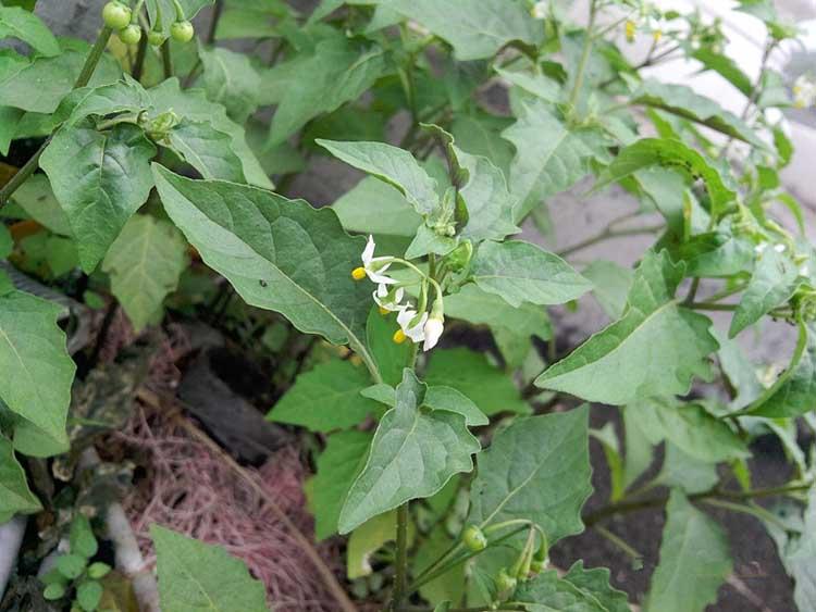 孕妇能吃野生白花菜