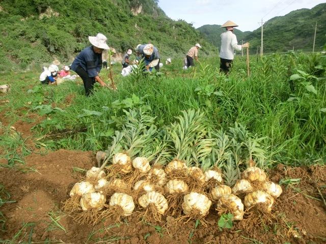 百合圖片