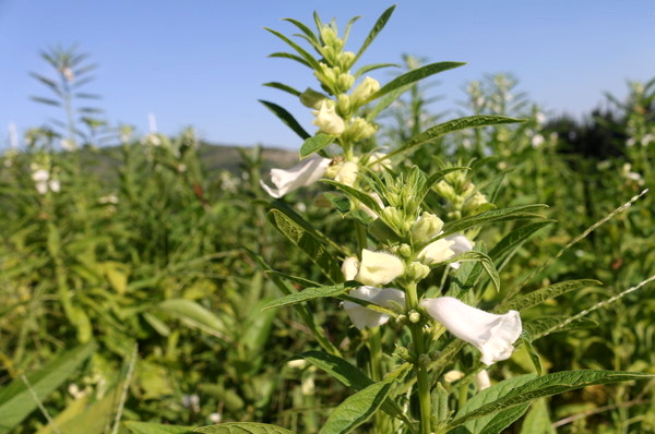  黑芝麻图片