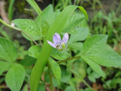 野生白花菜的功效与作用