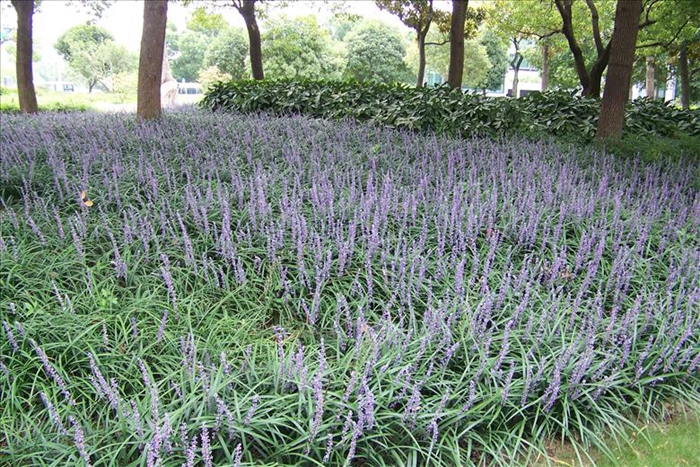 中医 中药大全 补虚药 麦冬  发布时间:2017-07-13   来源:中华康网