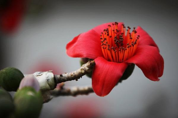 木棉花图片