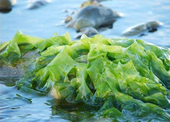 海藻图片