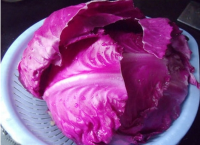 紫卷心菜的功效与作用