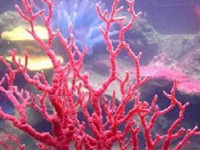 红珊瑚与草珊瑚的区别