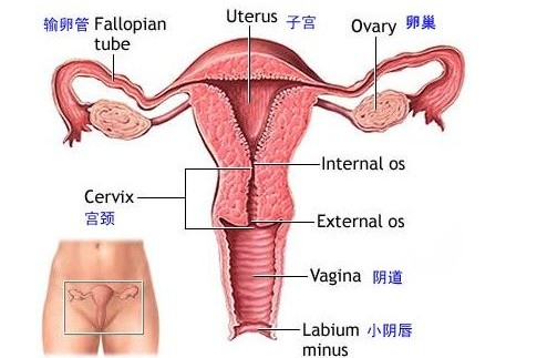 子宫图.jpg