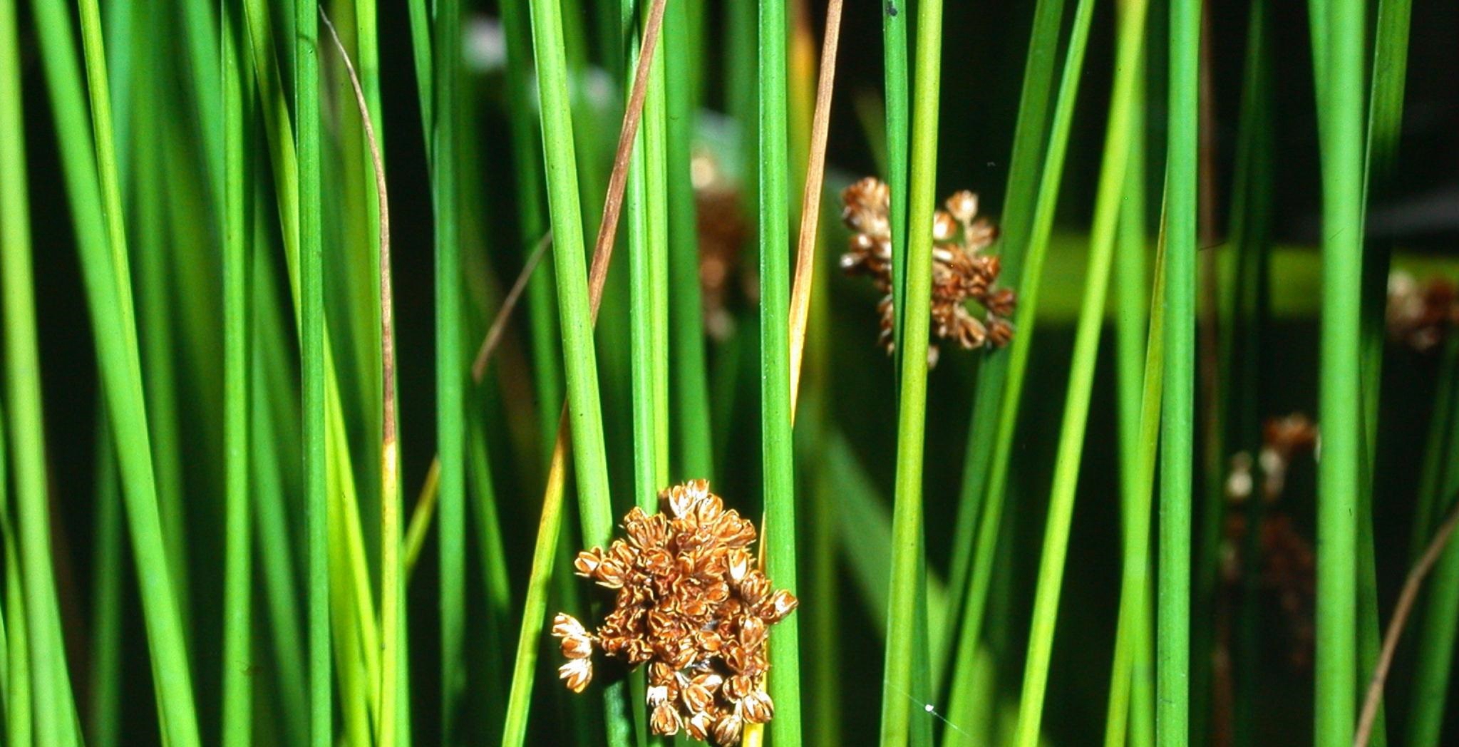 扁茎灯心草-中国湿地植物-图片