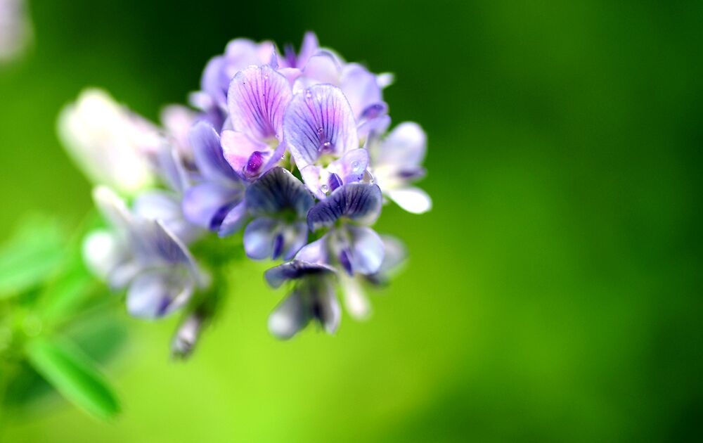 紫花苜蓿的副作用