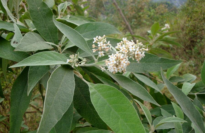 密蒙花图片