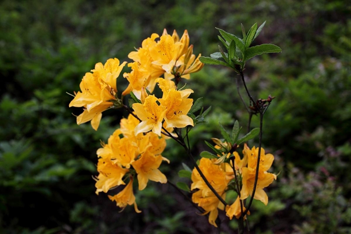 闹羊花又叫羊踯躅,一般以它的花朵入药,中医认为它有祛风除湿,麻醉