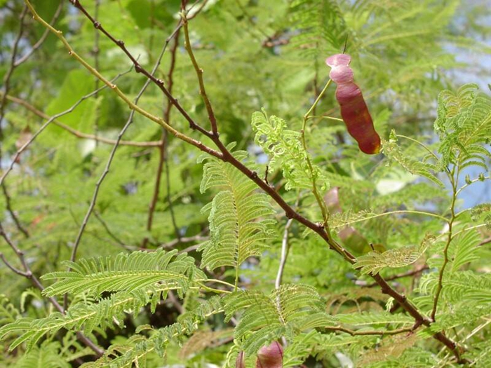 中医 中药大全 活血化瘀药 儿茶