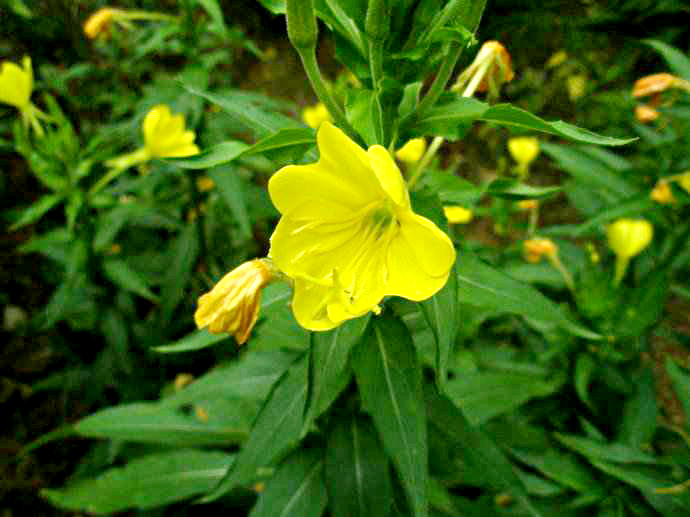 山芝麻圖片