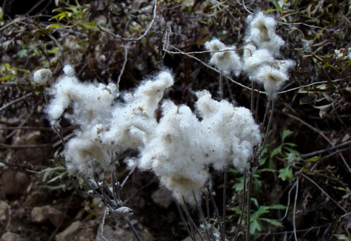 野棉花图片