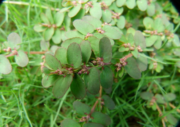 小飞扬草图片