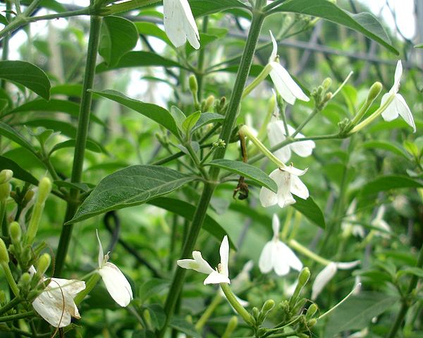 白鹤灵芝图片