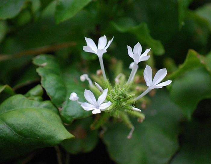 白花丹图片