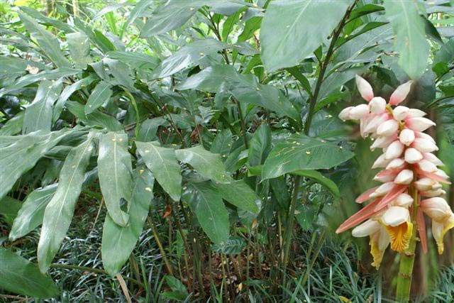 中医 中药大全 芳香化湿药 草豆蔻   药用的草豆蔻为其同名植物的种子