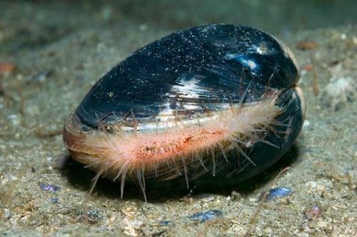 海蛤壳图片