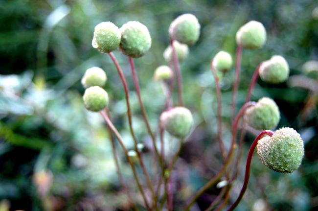 野棉花的药用价值