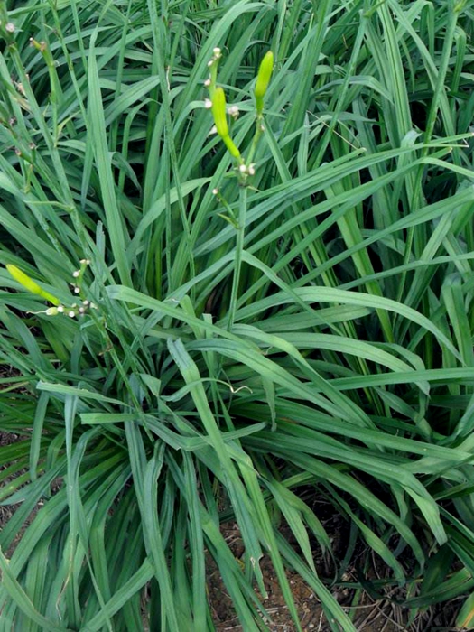 萱草根是萱草以及几种黄花菜的根部,中医认为,它有清热解毒,利水消肿