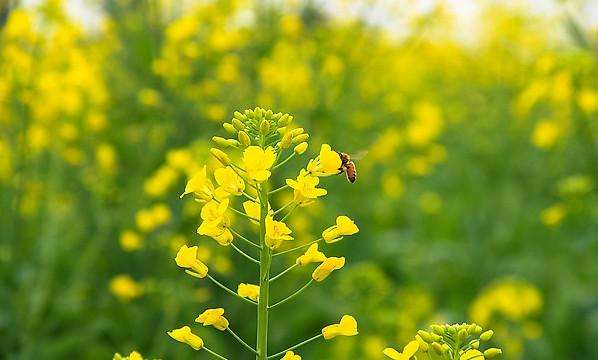 芸薹子图片