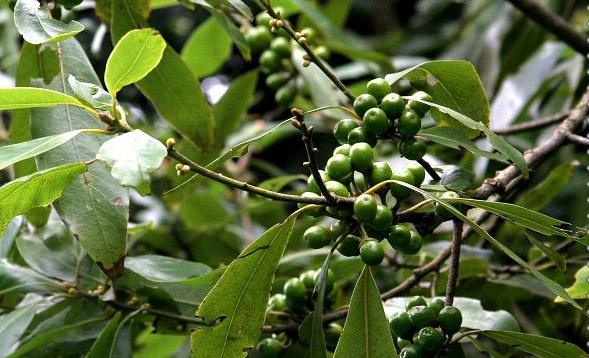 中医 中药大全 温里药 荜澄茄