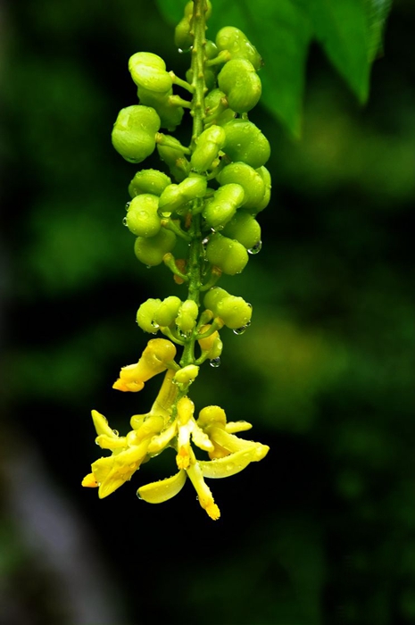 黄花倒水莲图片