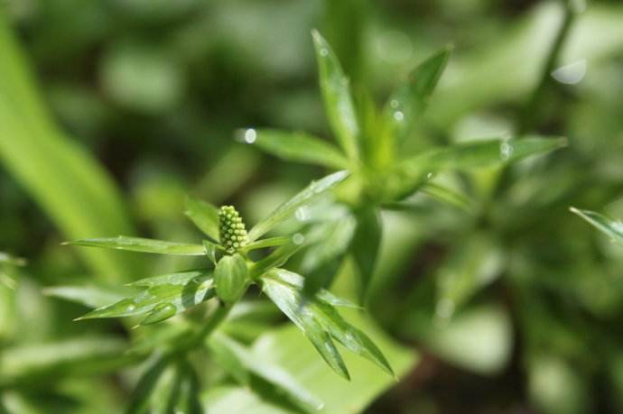 假芫茜图片